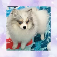 AKC FIFI BLUE EYED MERLE PARTI , a female Pomeranian for sale in Kingman, AZ – 1 of 2