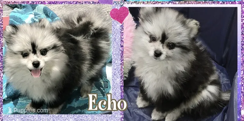 AKC MERLE ECHO – Pomeranian puppy for sale in Kingman, AZ