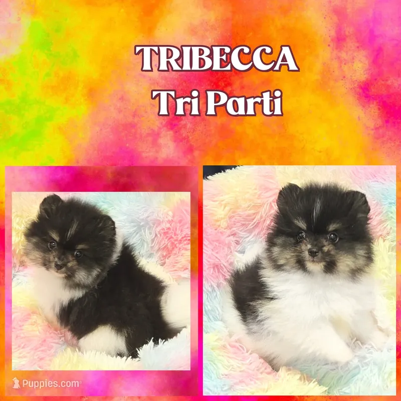 AKC TRIBECCA – Pomeranian puppy for sale in Kingman, AZ