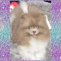 AKC LAVENDER , a male Pomeranian for sale in Kingman, AZ – 2 of 3