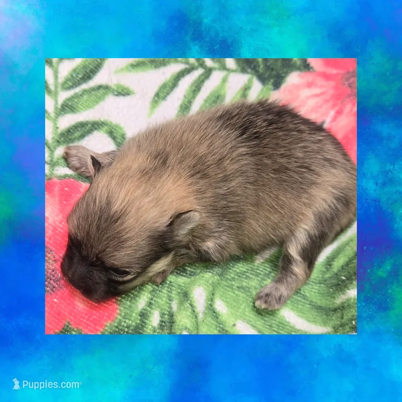 AKC SABLE – Pomeranian puppy for sale in Kingman, AZ