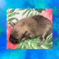AKC JUNIOR, a male Pomeranian for sale in Kingman, AZ – 4 of 5