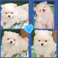 AKC TEDDY BEAR, a male Pomeranian for sale in Kingman, AZ – 2 of 7