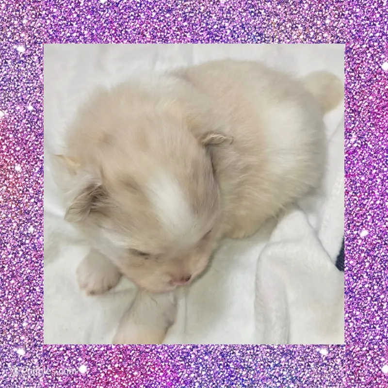 AKC MERLE PARTI  – Pomeranian puppy for sale in Kingman, AZ