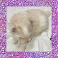 AKC MERLE PARTI , a female Pomeranian for sale in Kingman, AZ – 1 of 2