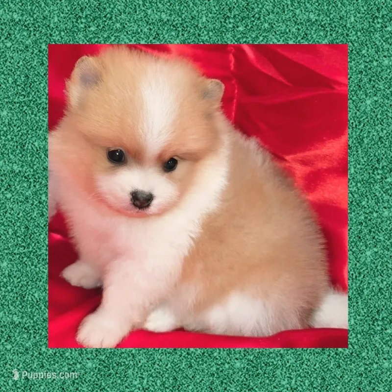 AKC BASHFUL MERLE – Pomeranian puppy for sale in Kingman, AZ