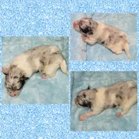 AKC MERLE PARTI , a male Pomeranian for sale in Kingman, AZ – 2 of 2