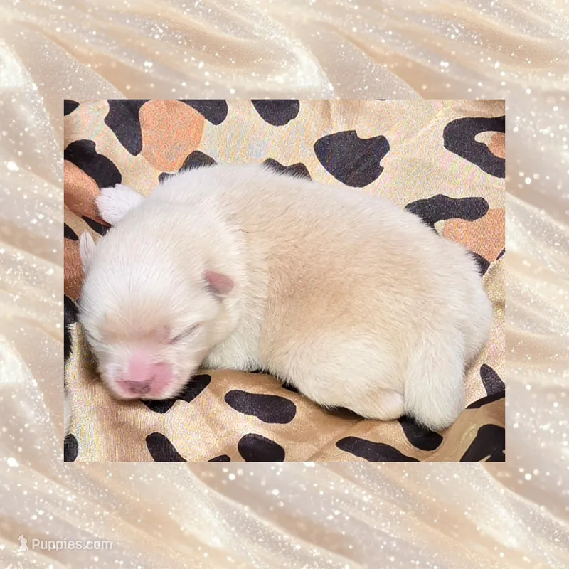 AKC CREAM – Pomeranian puppy for sale in Kingman, AZ
