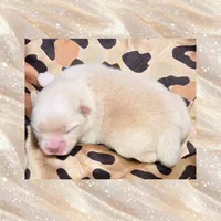 AKC CREAM, a male Pomeranian for sale in Kingman, AZ – 2 of 4