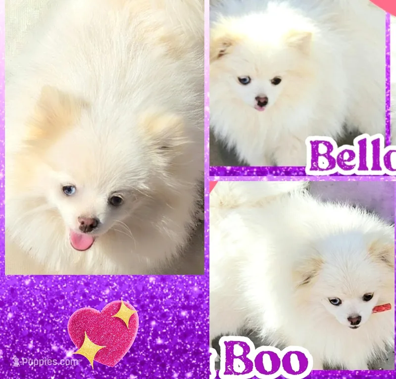 BELLA BOO MERLE  – Pomeranian puppy for sale in Kingman, AZ