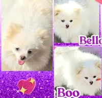 BELLA BOO MERLE , a female Pomeranian for sale in Kingman, AZ – Photo 1 of 2
