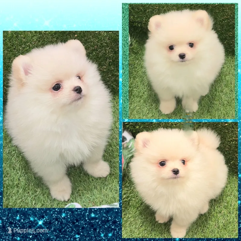 AKC CREME BRULEE – Pomeranian puppy for sale in Kingman, AZ