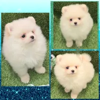 AKC CREME BRULEE, a male Pomeranian for sale in Kingman, AZ – 1 of 2