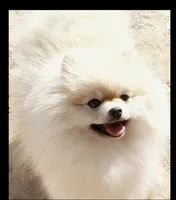AKC CREME BRULEE, a male Pomeranian for sale in Kingman, AZ – 2 of 2