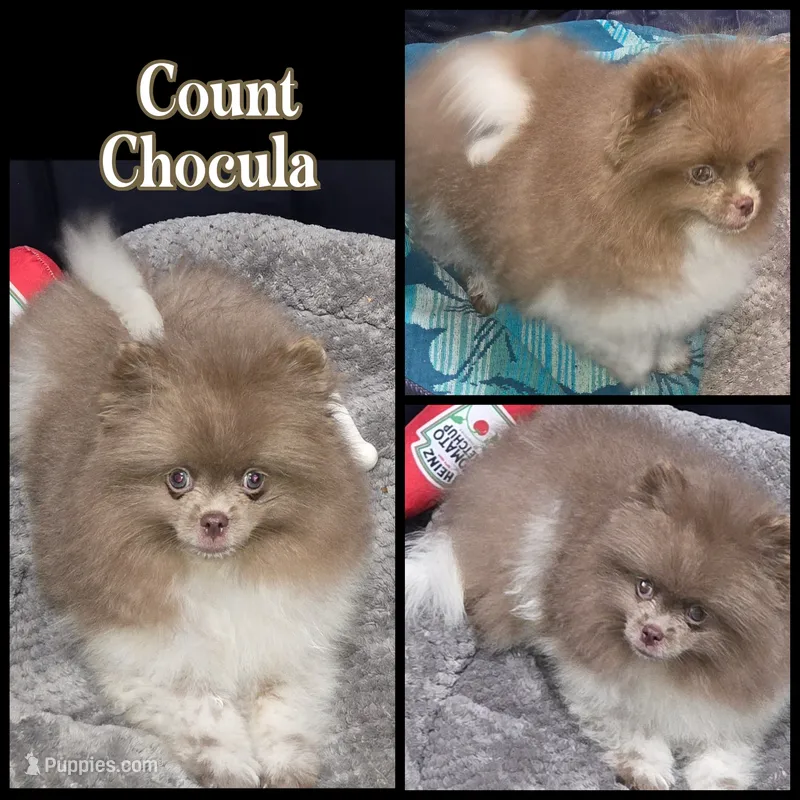 AKC LAVENDER  – Pomeranian puppy for sale in Kingman, AZ