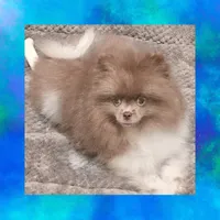 AKC LAVENDER , a male Pomeranian for sale in Kingman, AZ – 3 of 3