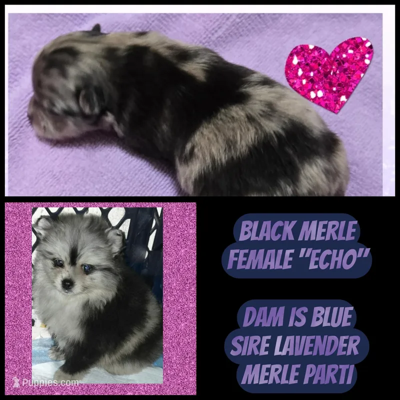AKC MERLE ECHO – Pomeranian puppy for sale in Kingman, AZ