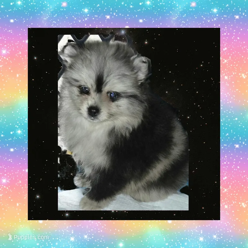 AKC MERLE ECHO – Pomeranian puppy for sale in Kingman, AZ