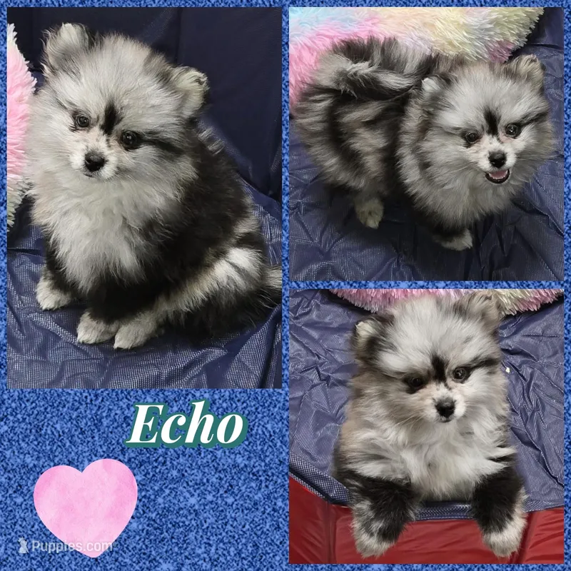AKC MERLE ECHO – Pomeranian puppy for sale in Kingman, AZ