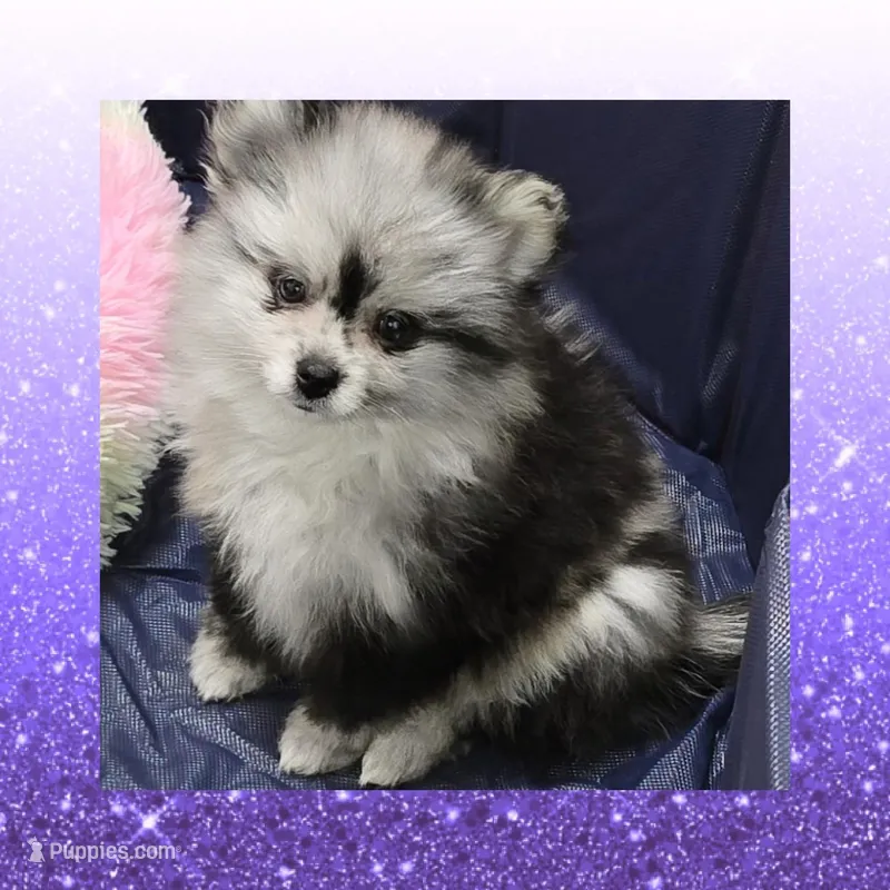 AKC MERLE ECHO – Pomeranian puppy for sale in Kingman, AZ