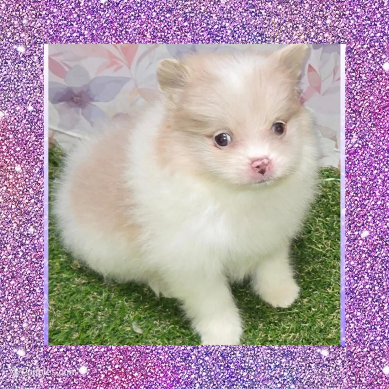 AKC SHY-SHY – Pomeranian puppy for sale in Kingman, AZ