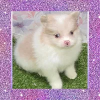 AKC SHY-SHY, a female Pomeranian for sale in Kingman, AZ – Photo 1 of 2