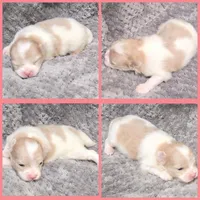 AKC PARTI, a female Pomeranian for sale in Kingman, AZ – Photo 2 of 2