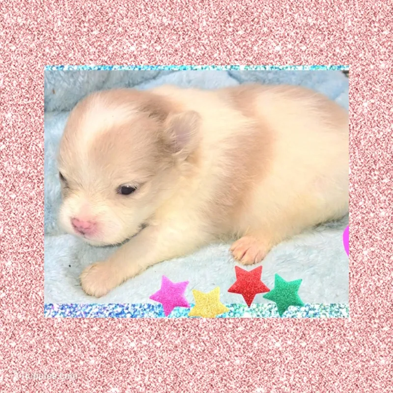 AKC PARTI – Pomeranian puppy for sale in Kingman, AZ