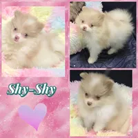 AKC MERLE PARTI SHY, a female Pomeranian for sale in Kingman, AZ – 4 of 4