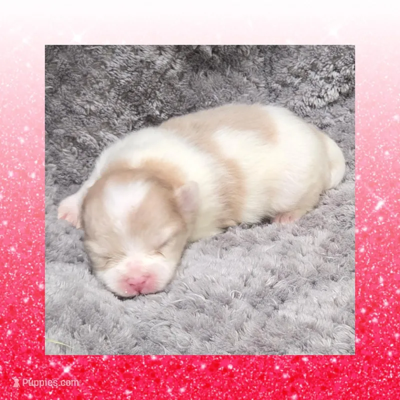 AKC PARTI – Pomeranian puppy for sale in Kingman, AZ