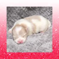 AKC PARTI, a female Pomeranian for sale in Kingman, AZ – Photo 1 of 2