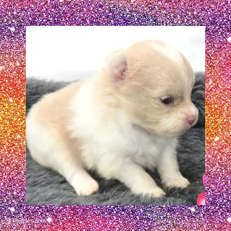 AKC PARTI – Pomeranian puppy for sale in Kingman, AZ
