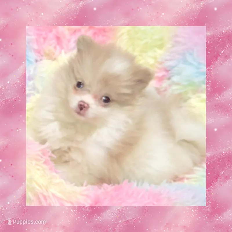 AKC SHY-SHY – Pomeranian puppy for sale in Kingman, AZ