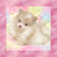 AKC MERLE PARTI SHY, a female Pomeranian for sale in Kingman, AZ – 3 of 4