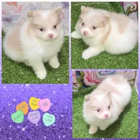 AKC SHY-SHY, a female Pomeranian for sale in Kingman, AZ – Photo 2 of 2