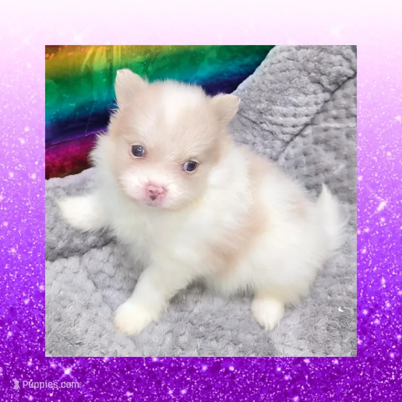 AKC PARTI – Pomeranian puppy for sale in Kingman, AZ