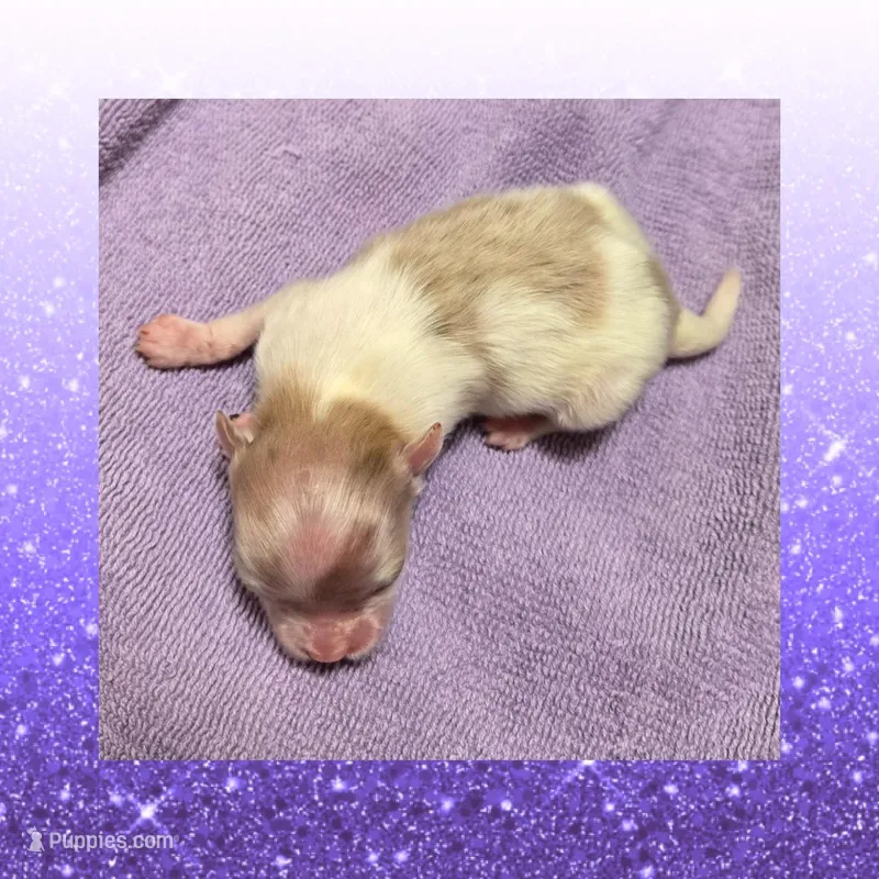 AKC LAVENDER PARTI, a female Pomeranian for sale in Kingman, AZ – Photo 1 of 1