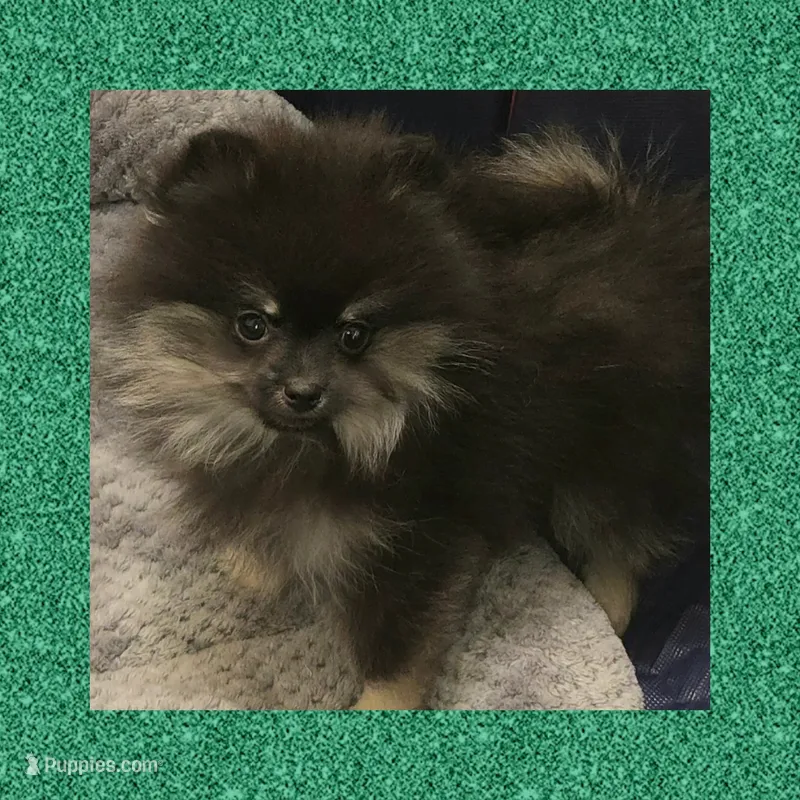 AKC ATLAS – Pomeranian puppy for sale in Kingman, AZ