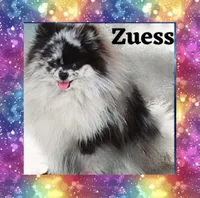 AKC MERLE PARTI, a female Pomeranian for sale in Kingman, AZ – Photo 2 of 2