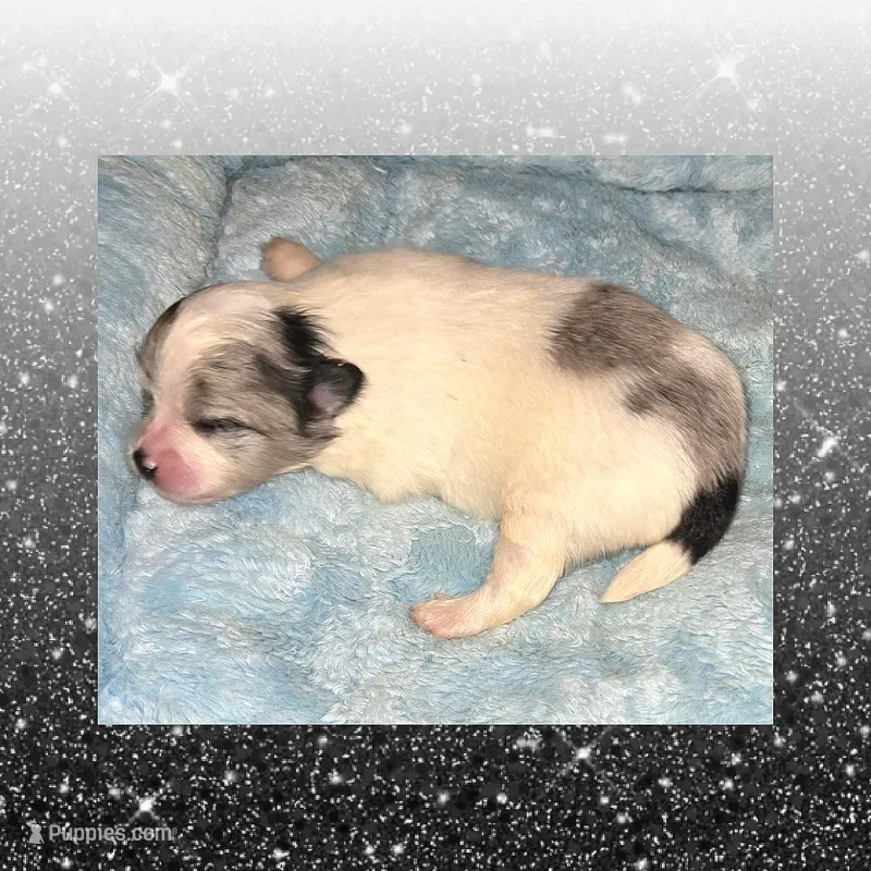 AKC MERLE PARTI, a female Pomeranian for sale in Kingman, AZ – Photo 1 of 2