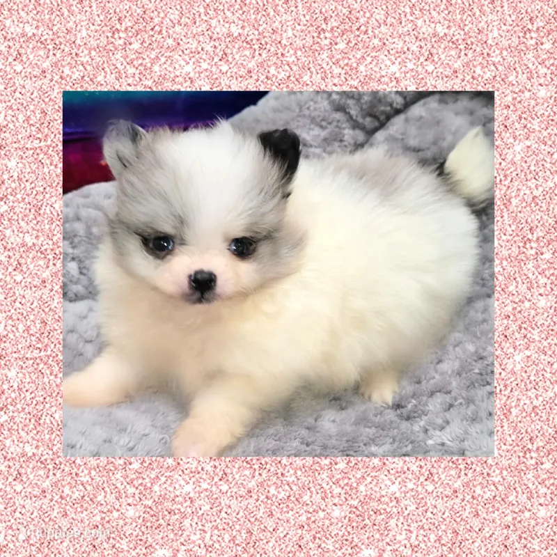 AKC MERLE PARTI – Pomeranian puppy for sale in Kingman, AZ