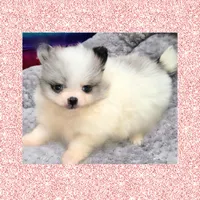 AKC MERLE PARTI, a female Pomeranian for sale in Kingman, AZ – Photo 1 of 2