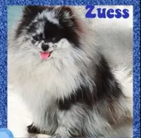 AKC MERLE PARTI, a female Pomeranian for sale in Kingman, AZ – Photo 2 of 2