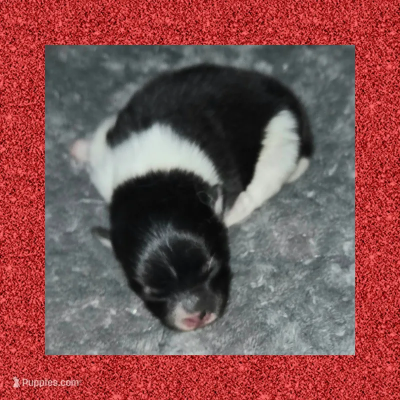 AKC PARTI, a female Pomeranian for sale in Kingman, AZ – 1 of 1