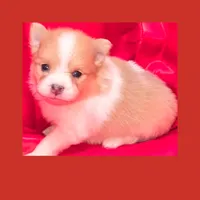 AKC BEAVER PARTI , a male Pomeranian for sale in Kingman, AZ – 1 of 2