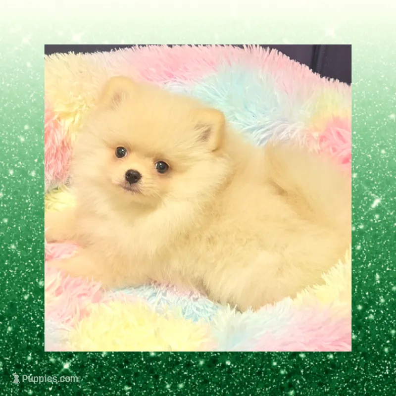 AKC CREME BRULEE – Pomeranian puppy for sale in Kingman, AZ