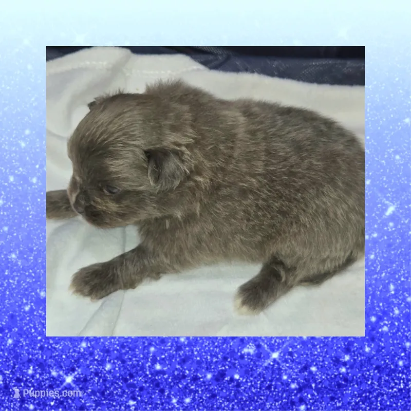 AKC BLUE – Pomeranian puppy for sale in Kingman, AZ