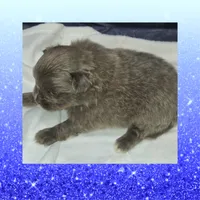 AKC BLUE, a male Pomeranian for sale in Kingman, AZ – 1 of 2
