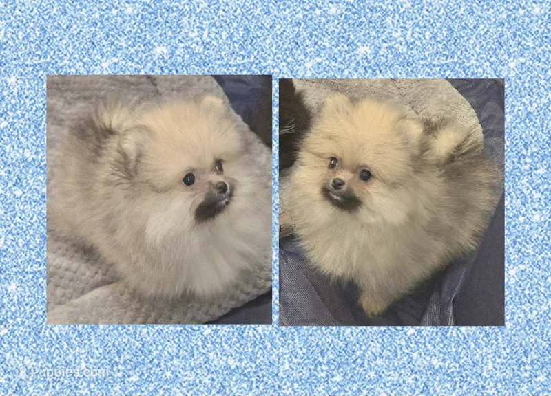 AKC JR GIZMO – Pomeranian puppy for sale in Kingman, AZ