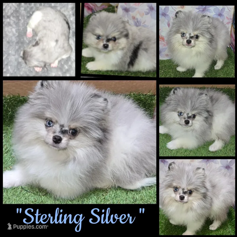AKC STERLING SILVER 